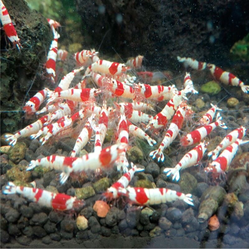 1 Bag Fish Food Crystal Shrimp