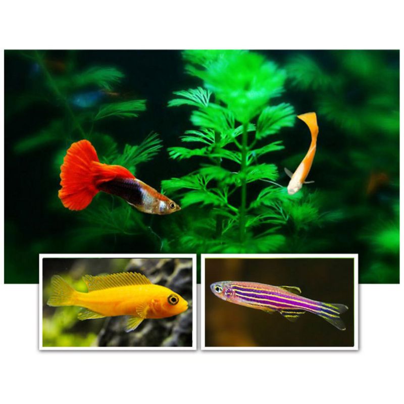 Fish Flakes For Aquarium Fish