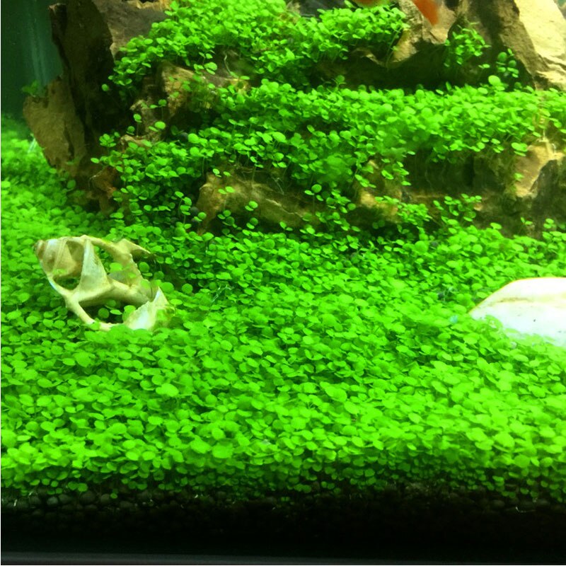 Aquarium Fertilizer Aquatic Plant Substrate Landscaping Materials