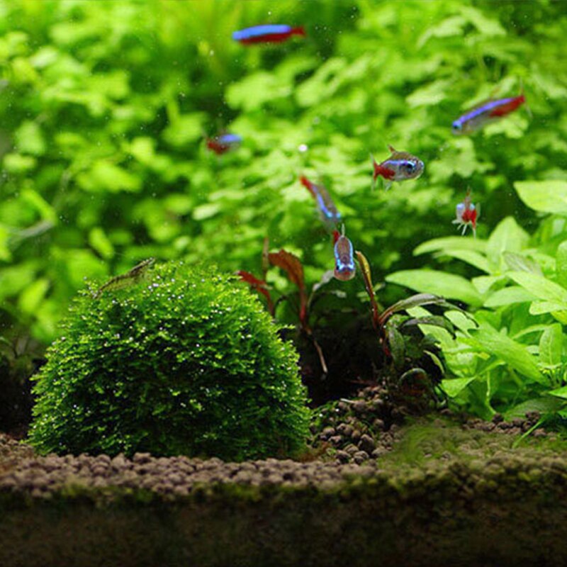 Aquarium Moss Ball Filtration Decor Live Aquarium Plant Algae Pet Fish