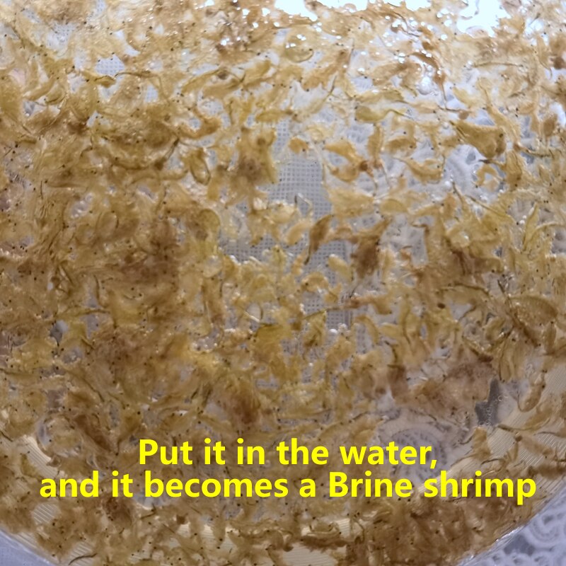 Brine Shrimp Cube