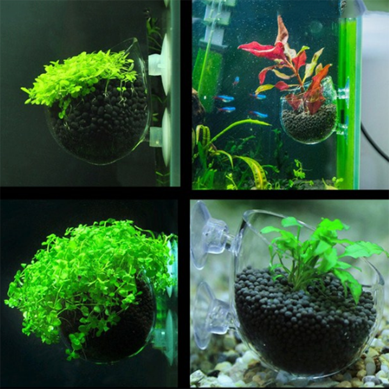 Glass Aquarium decoration