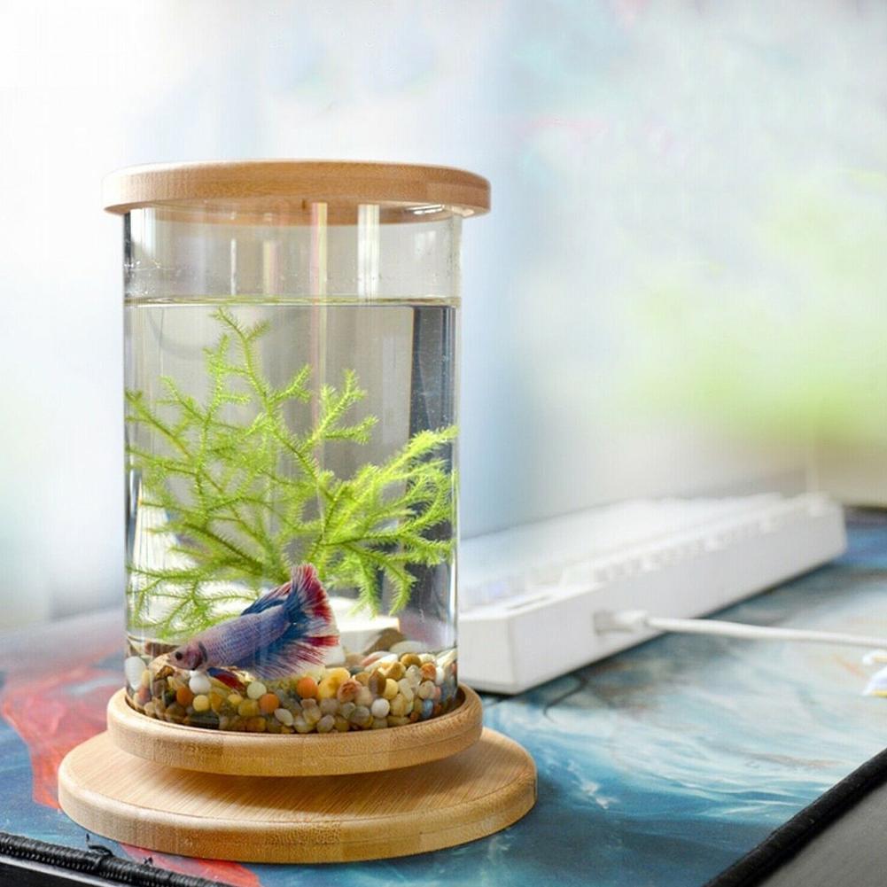 Mini Glass Fish Tank