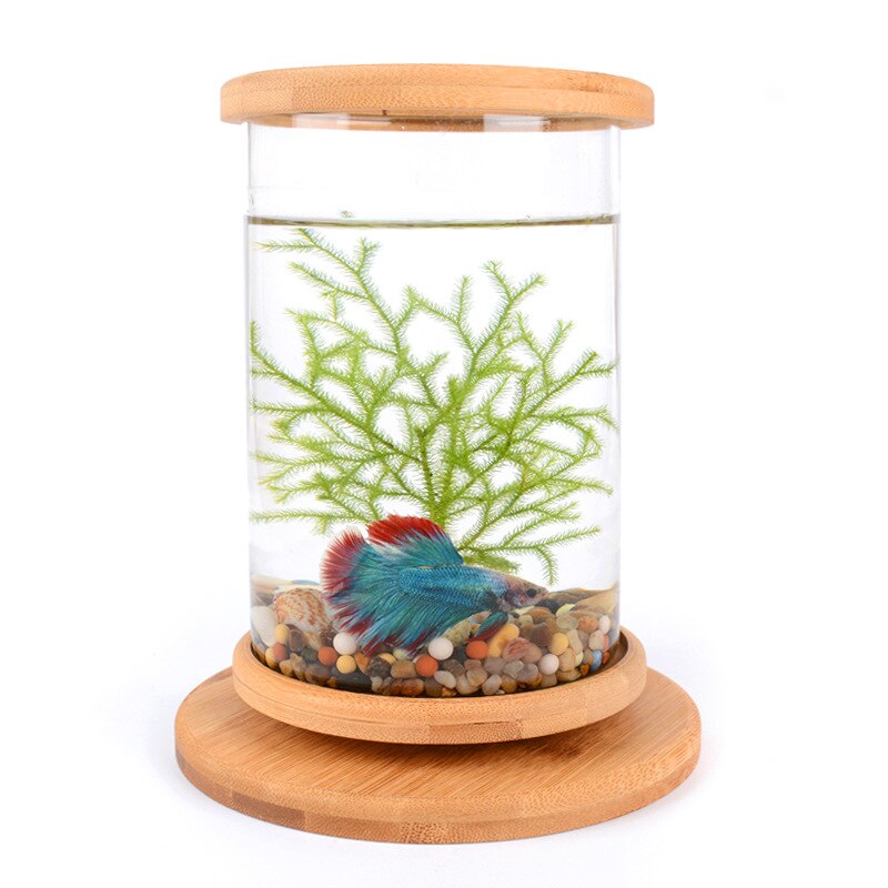 Mini Glass Fish Tank