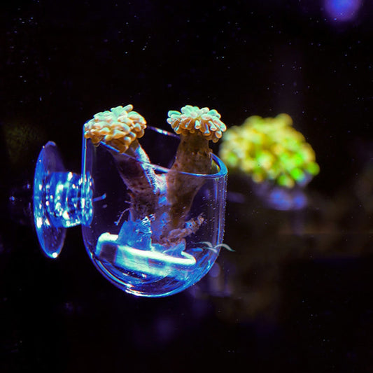 Aquarium Glass Vase Fish Tank